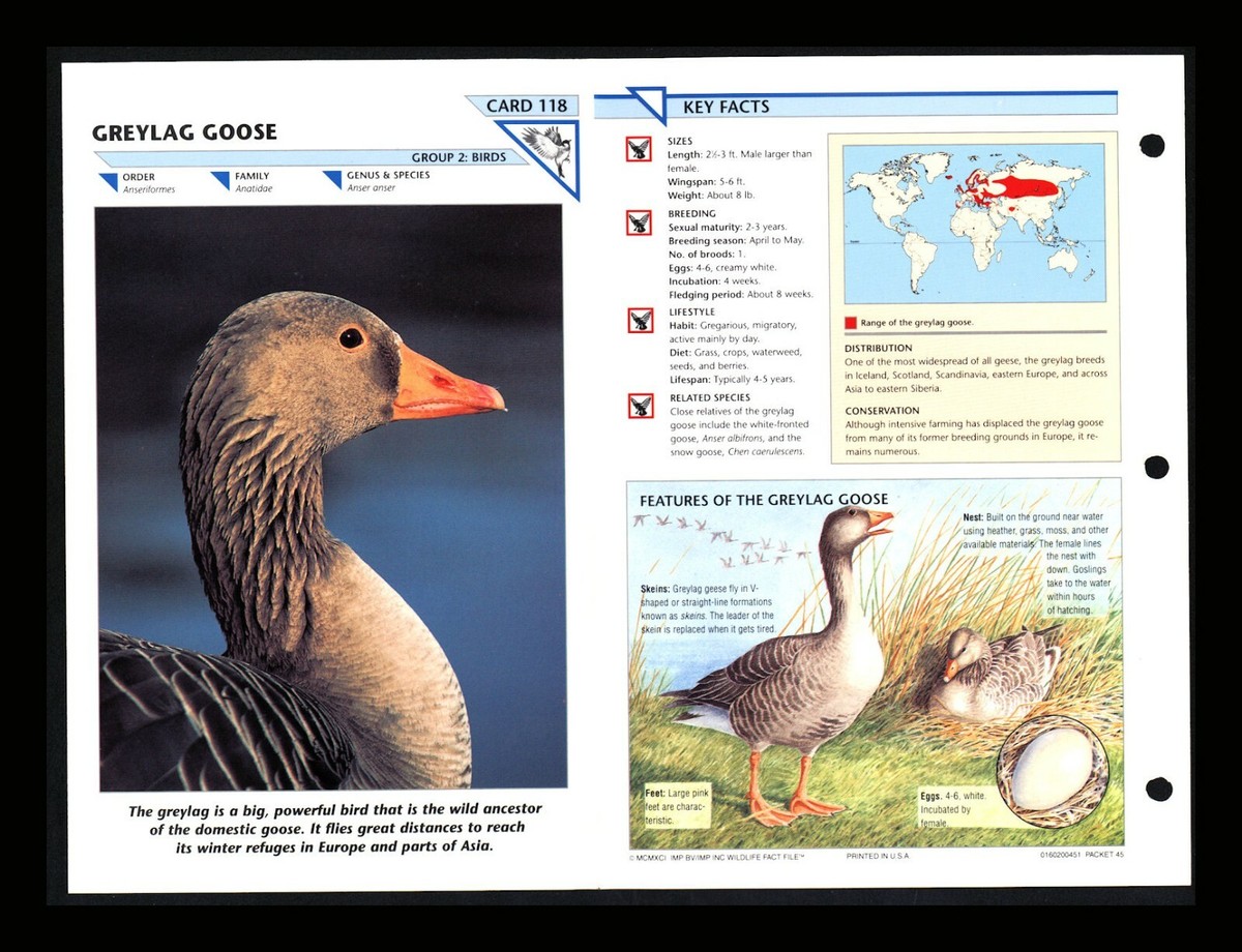 Geese Flying Canada Geese Uk Facts Canada Geese Migration To Uk Online