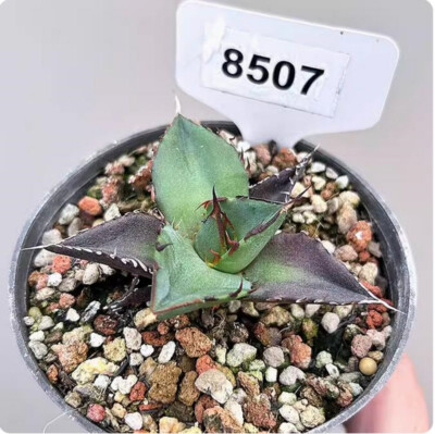 6.5-8cm Agave Titanota Hades Cactus Succulent Plant Home 6.5-8cm Agave Titanota Hades Cactus Succulent Plant Home