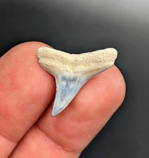 Beautiful Sky Blue Lemon Shark Tooth BV Florida Gem