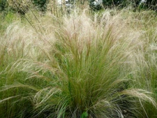 BULK- MEXICAN FEATHER GRASS 1000 SEEDS STIPA TENUISSMA, HARDY ORNAMENTAL GRASS 