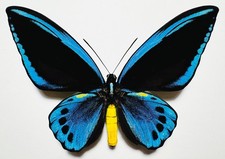 FANTASTIC ORNITHOPTERA PRIAMUS URVILLIANUS. EXTRA GOLD SPOT. VERY RARE!!!