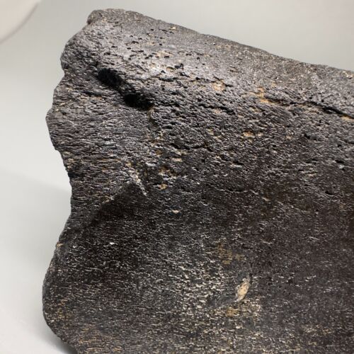 Rare 5.53" Fossil Ulna w/multiple MEGALODON Shark Tooth Bite Marks - Deep!!! - Picture 9 of 11