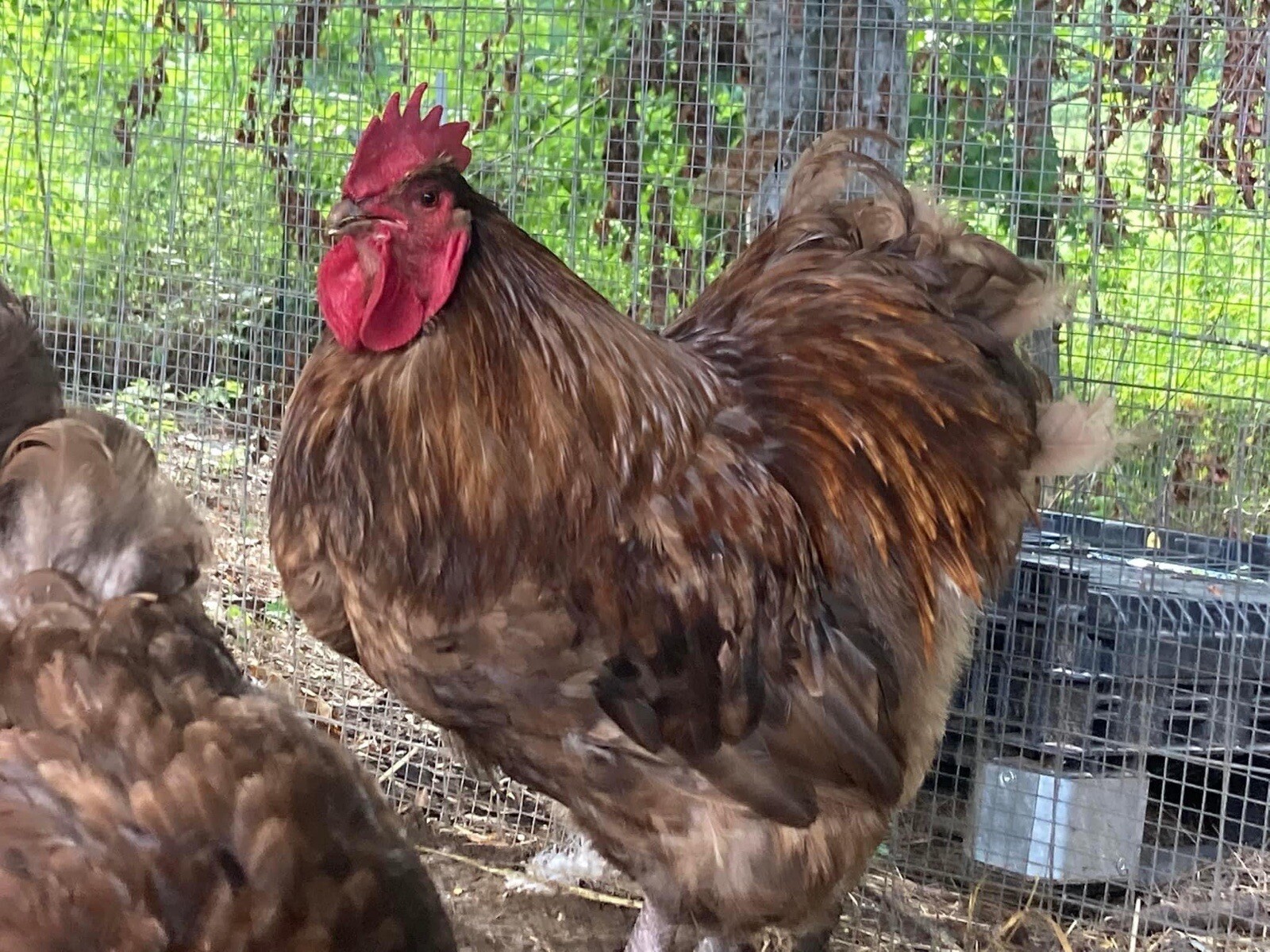 6 + English Chocolate Orpington Eggs eBay