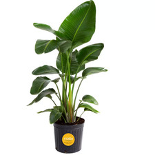 White Bird of Paradise Indoor Plant in 10 In. Grower Pot, Avg. Shipping Height 2