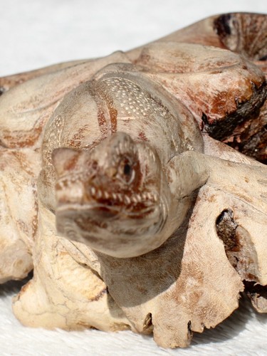 Wooden Frog 12cm Parasite Wood Hand Carved and Fair Trade - Picture 4 of 7