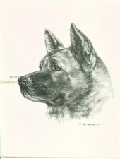 #165 AKITA portrait dog art print * Pen and ink drawing by Jan Jellins