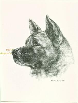 #165 AKITA portrait dog art print * Pen and ink drawing by Jan Jellins