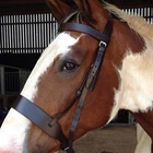Equipride Plain Hunter Bridle with 2" wide noseband no reins black and brown
