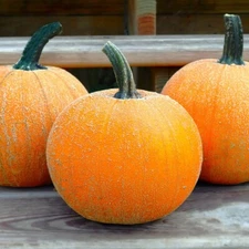 Winter Luxury Pie Pumpkin Seeds | Sweet Sugar Pumpkins Gourmet Farm Seed 2025