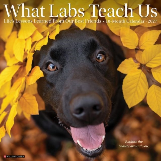 What Labs Teach Us 2027 Wall by Willow Creek Press (Paperback Book) - Image 3