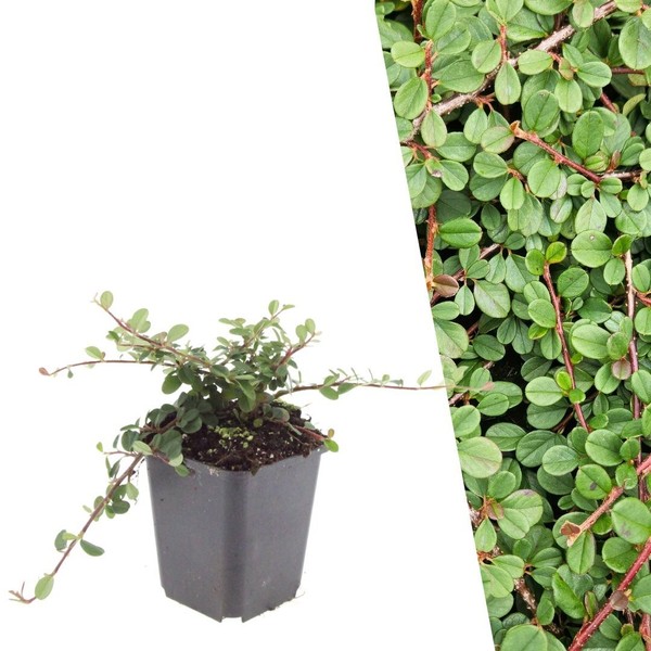 Zwergmispel Pflanzen 48 StüCk - Bodendecker Winterhart - Cotoneaster Praecox-image