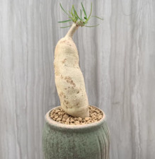 Pianta di cactus succulenta euforbia eddiotoide casa giardino radice piante di tubero