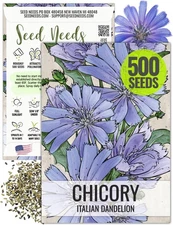 Chicory Seeds for Planting Cichorium intybus - Heirloom & Open Pollinated Wil...