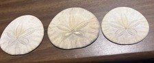 One 1 Vintage Sand Dollar Only 14.95 Free Shipping 2-3 Inches Random Choice