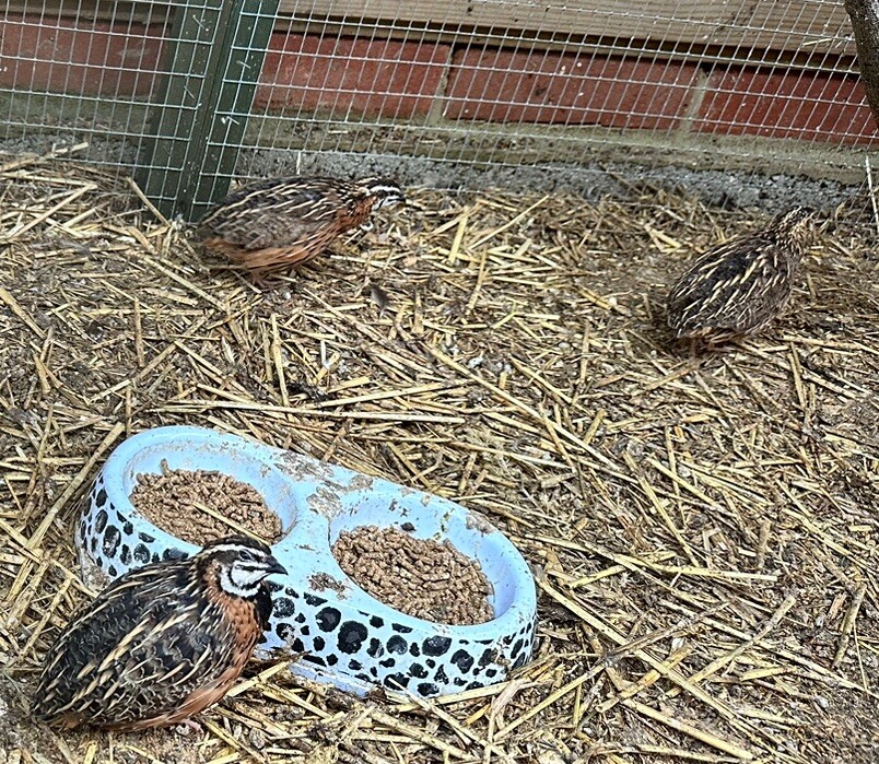 12 x African Harlequin Quail Hatching Eggs RARE eBay
