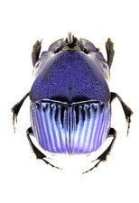 Phanaeus for collectors | Horned Rhinoceros Dung Beetles