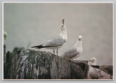 Animal~Ring Billed Gull~Sea Gull on Post Looks Up~Minnesota~Continental Postcard