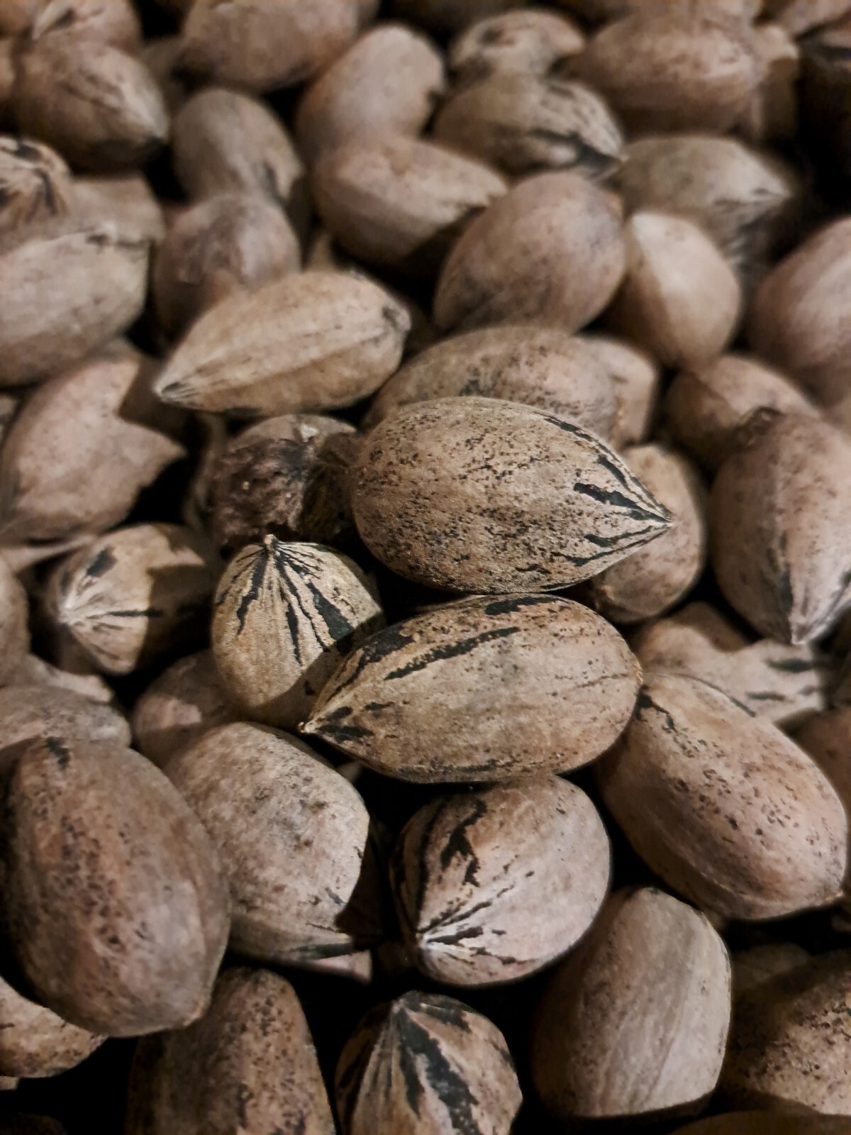 Grown•2023 Crop•Elliot Pecans59.98•FREE SHIPPING