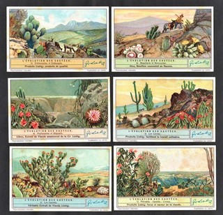 Evolution of Cacti Types Card Set 1935 Liebig Cactus Plant Cactees Flower Desert