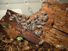 100 Dairy Cow Isopods Porcellio laevis Live Bioactive Terrarium Clean Up Crew