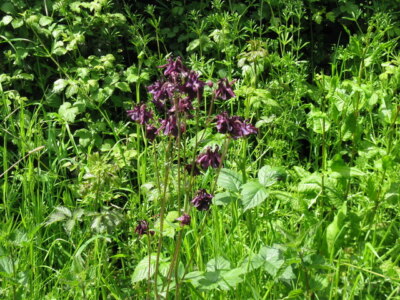 Foto 6x4 Common Columbine Ashurst\/TQ1716 Foto von mir. Wissen für c2009