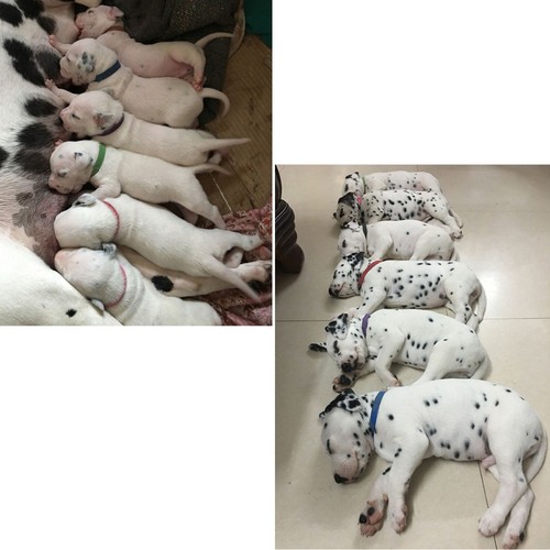 15 Pcs Pet Collar Puppy Color Collars for Litter Dog Accessories Puppies - 第 2/11 張圖片
