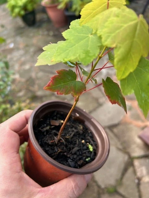 October Glory maple tree saplings, Acer, Maple , Garden small - Image 3 of 4