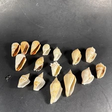 Strombus Shell Collection Sea Shells Lot Of 16 Shells