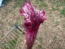 SARRACENIA LEUCOPHYLLA “BURGUNDY RED AND WHITE X SELF”. FALL DIVISION SALE.