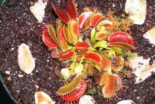 Fleischfressende Jungpflanze, Venusfliegenfalle, 2-4cm groß!