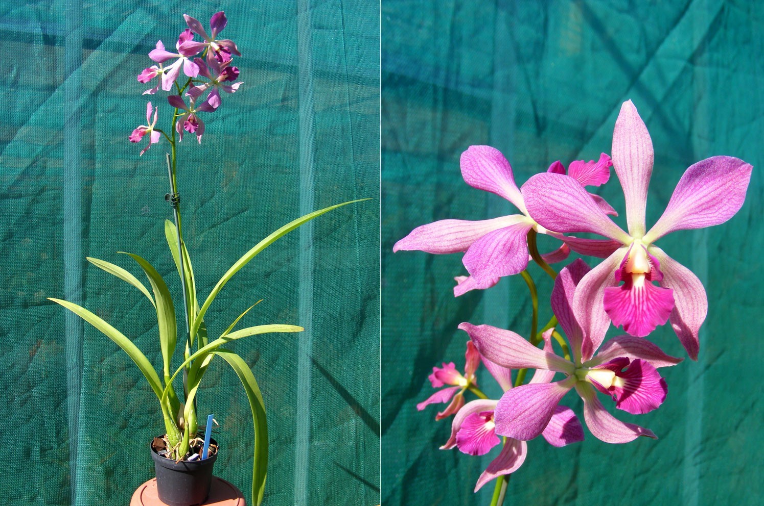 Orchidée rare Catyclia Alden Reese plante de collection premium