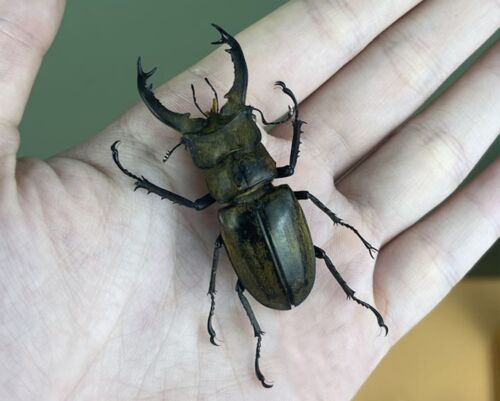 Real Beetle Bug Insects Taxidermy Art Decor Entomology Specimens Birthday Gift - Picture 1 of 2