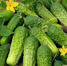50 SMR58 WISCONSIN PICKLING CUCUMBER SEEDS NON-GMO FRESH FOR GARDENS