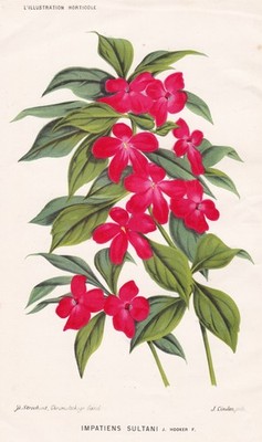 Impatiens Sultani hardworking Lieschen flower flower botany stroobant litho
