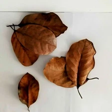 Sun Dried Pure Natural Ceylon Jackfruit(Artocarpus heterophyllus) Herbal 100Leaf