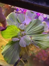 Water Lettuce, 3 Plants Of Varying Sizes