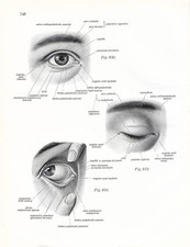 Stampa antica ANATOMIA dell' OCCHIO oculista medicina Sobotta 1931 Antique print
