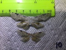 UNO 10 A+/A VENTA Polillas Cossidae LIQUIDACIÓN CIERRE VENTA