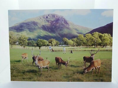 Golfer schließen sich mit Hirschen auf Lochranza Golfplatz Isle of Arran zusammen große Postkarte 