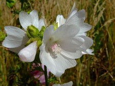 30 WHITE PERFECTION W / PINK ANTERS MALVA FLOWER SEEDS / PERENNIAL