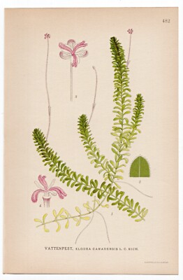 1926 Lindman Botanical Flower Print, American Waterweed, Pondweed