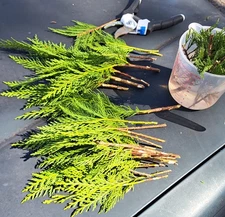 5 Leyland Cypress Tree Cuttings - Cut Fresh to Order