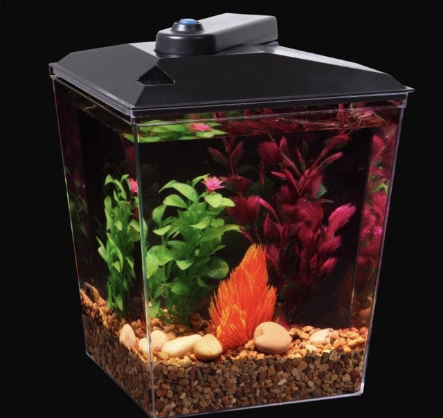 'Aqua Culture 1 Gallon Aquarium Kit With LED Lighting and Natural