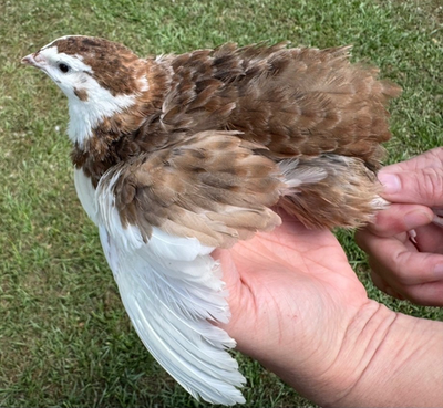 #ad 15 RARE COLORS Coturnix Quail Hatching Eggs NPIP AI Free $27.00