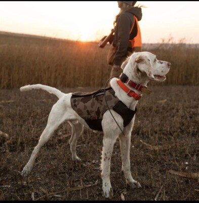 Carhartt Neoprene Dog Vest Duck Camo Reed Size -Medium | eBay