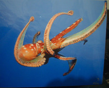 Now I'v seen everything. Octopus Fly.  Cesere Brothers Photography.  Charity