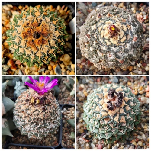 Ariocarpus kot. mix      10seeds 2025 year
