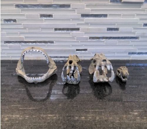 AQUARIUM FISH TAN DECOR SKULL TEETH SKELETON SHARK GATOR ORNAMENT RESIN