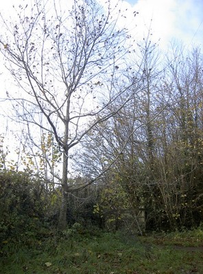 Foto 6x4 Millennium Eiche Butcombe Ein Bäumchen, gepflanzt am 1. Januar 2000 c2017