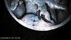 1929-D Buffalo Nickel